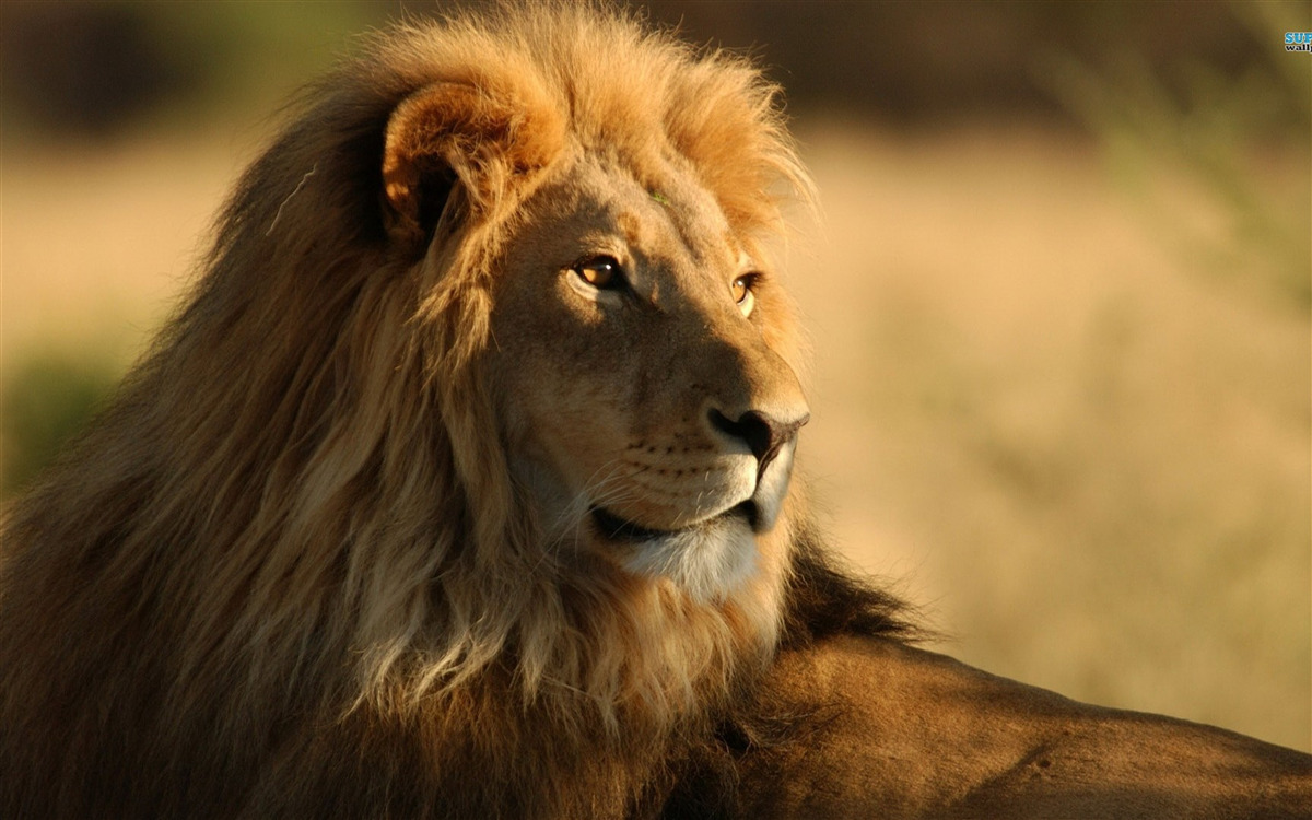 Fototapeta monarcha savany na dovolenke