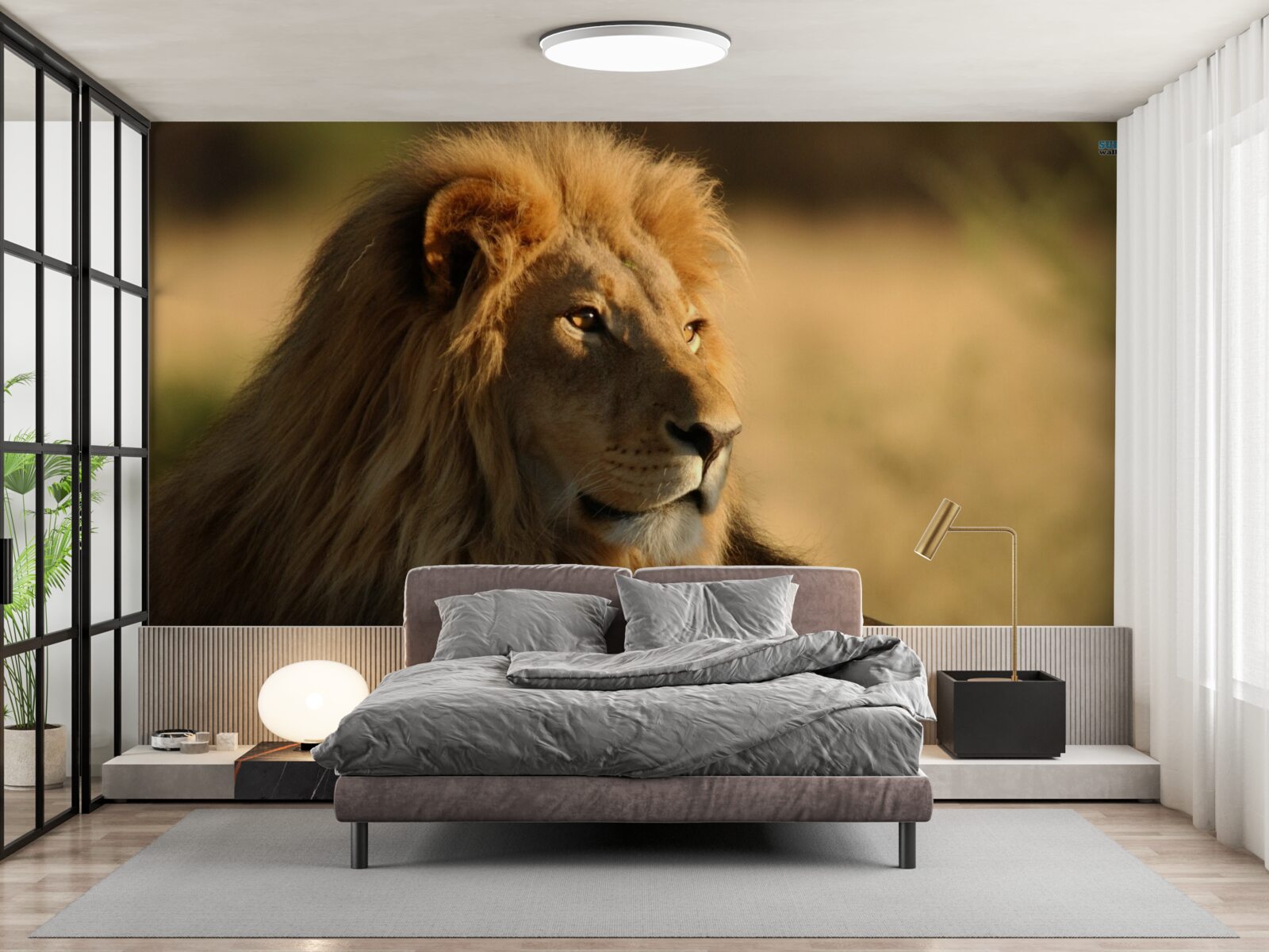 Fototapeta monarcha savany na dovolenke