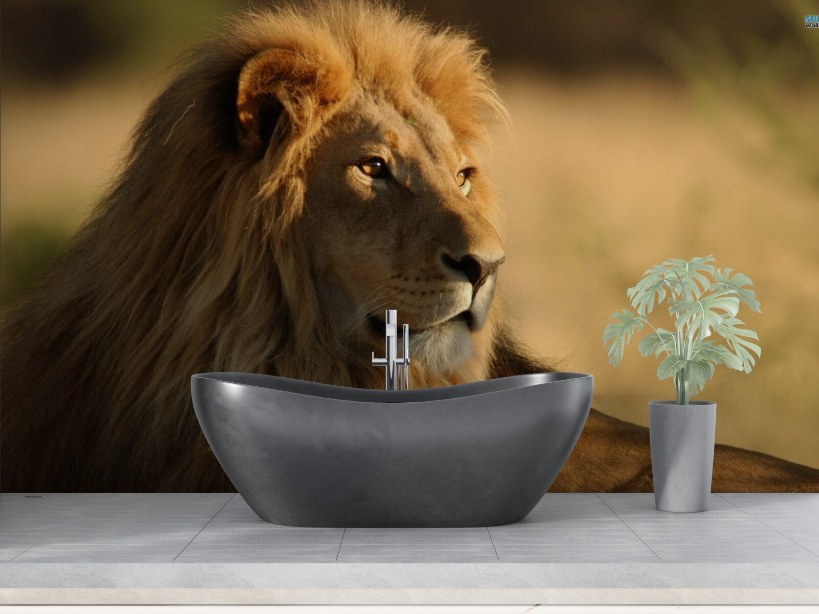 Fototapeta monarcha savany na dovolenke