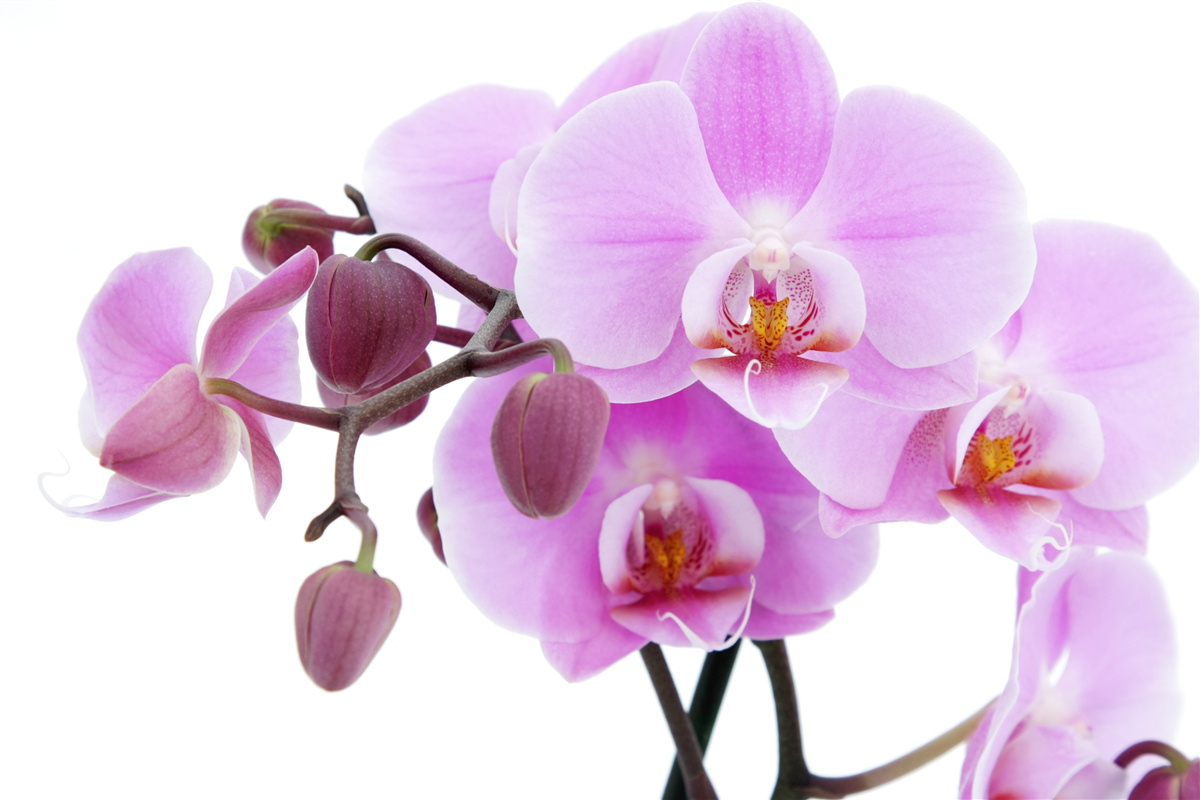 Fototapeta orchidea v odtieňoch fialovej s kvetnými pukmi