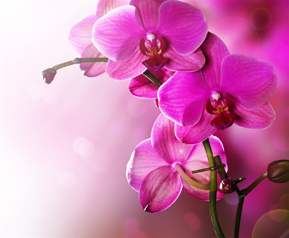 Fototapeta orchidey a púčik orgovánu