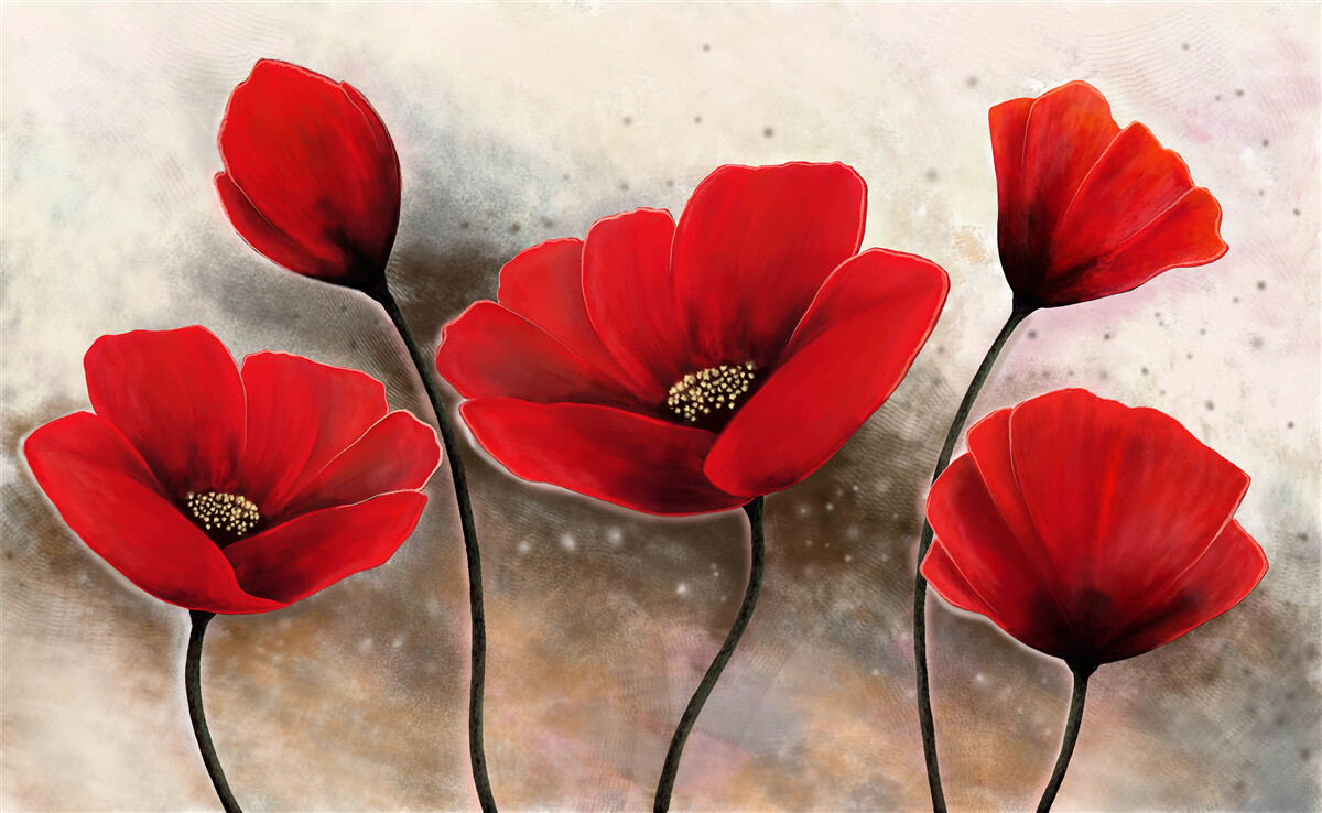 Fototapeta šarlátové maky po daždi