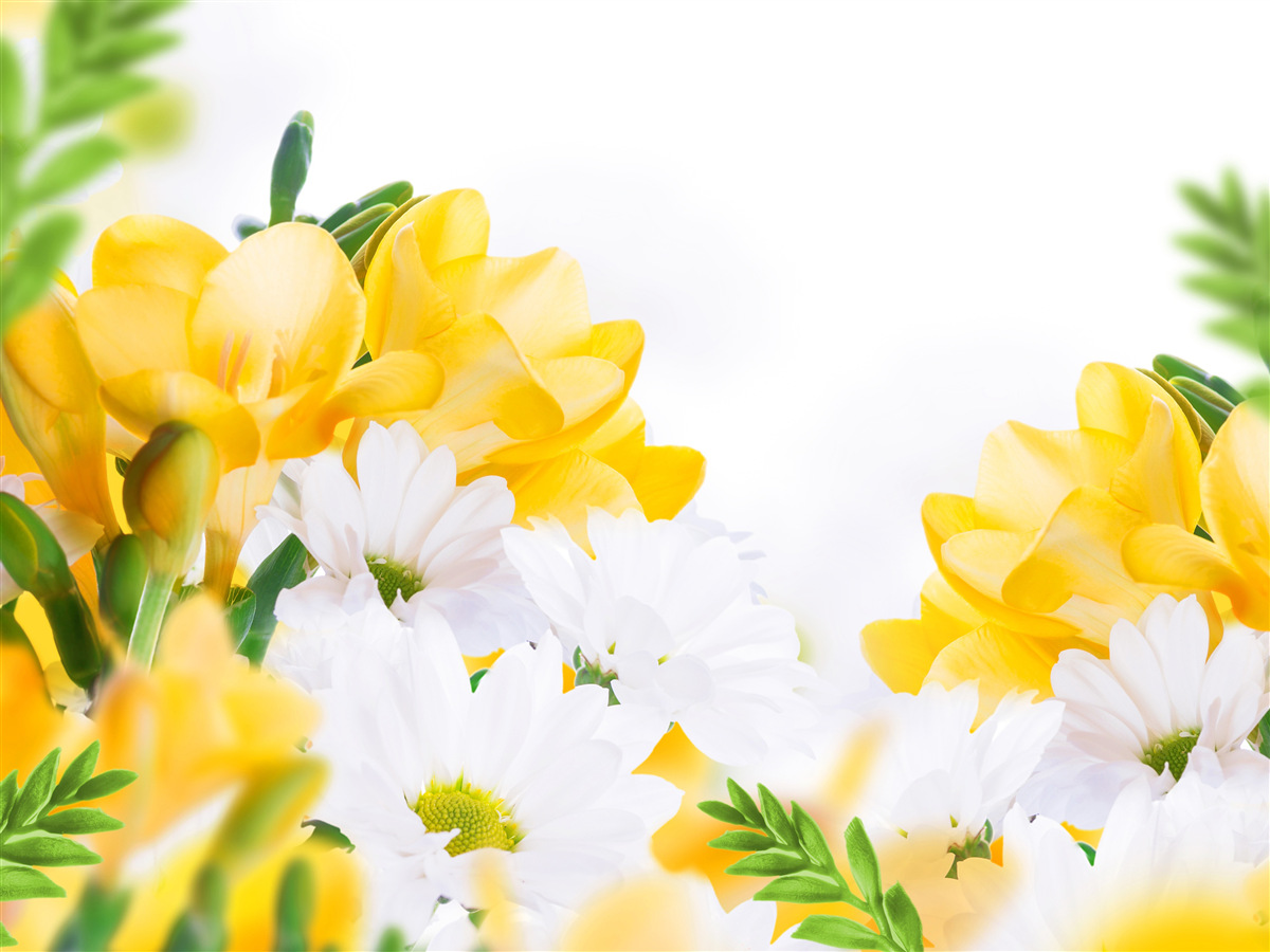 Fototapeta biele sedmokrásky a žlté frézie