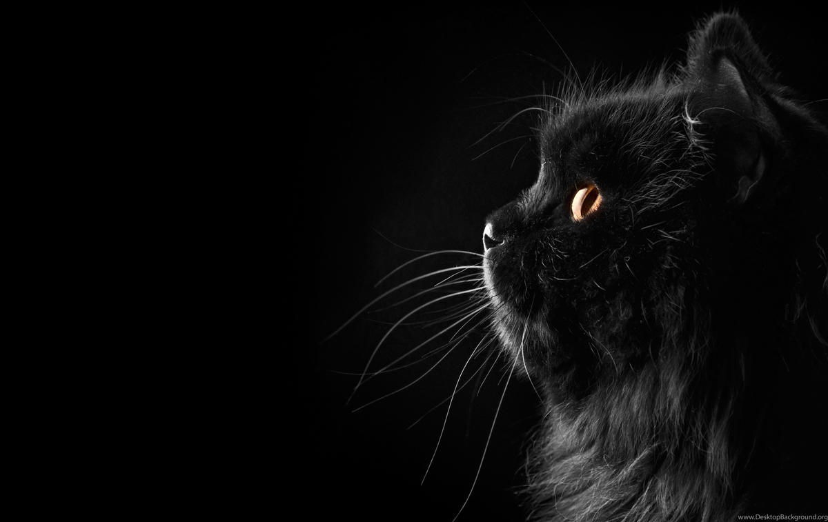 Fototapeta zlatooká čierna mačka