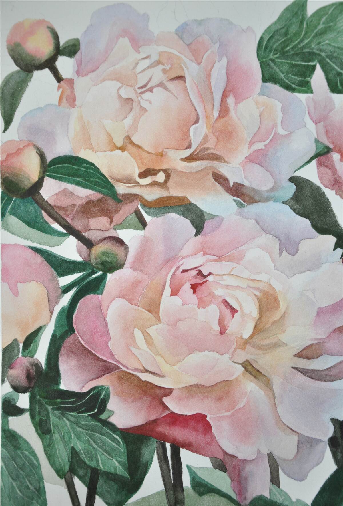 Fototapeta pivonky maľované akvarelom