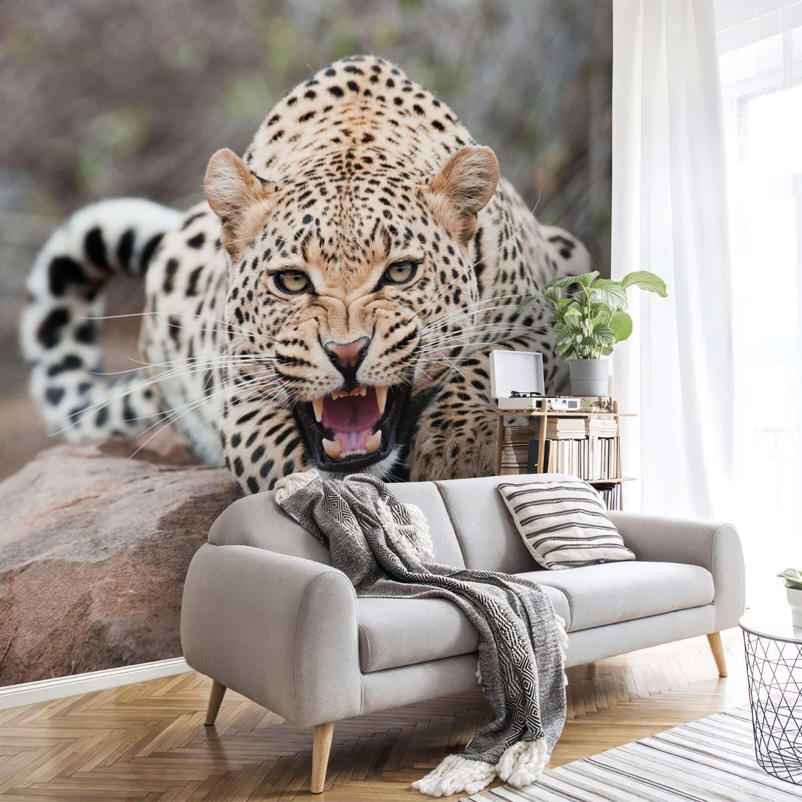 Fototapeta vzrušený leopard sa pripravuje na skok