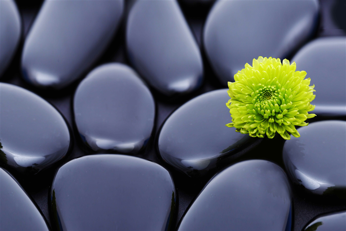 Fototapeta cez skalnú bariéru rastie zelený kvet