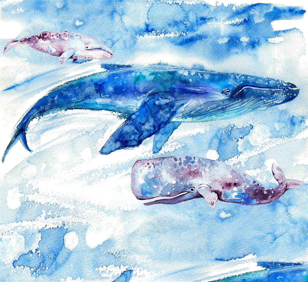 Fototapeta príjem vody modrou veľrybou