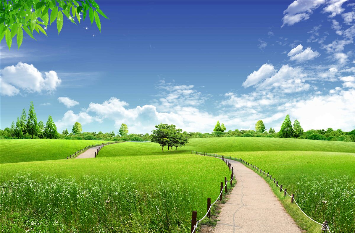 Fototapeta Cesta medzi zelenými plochami