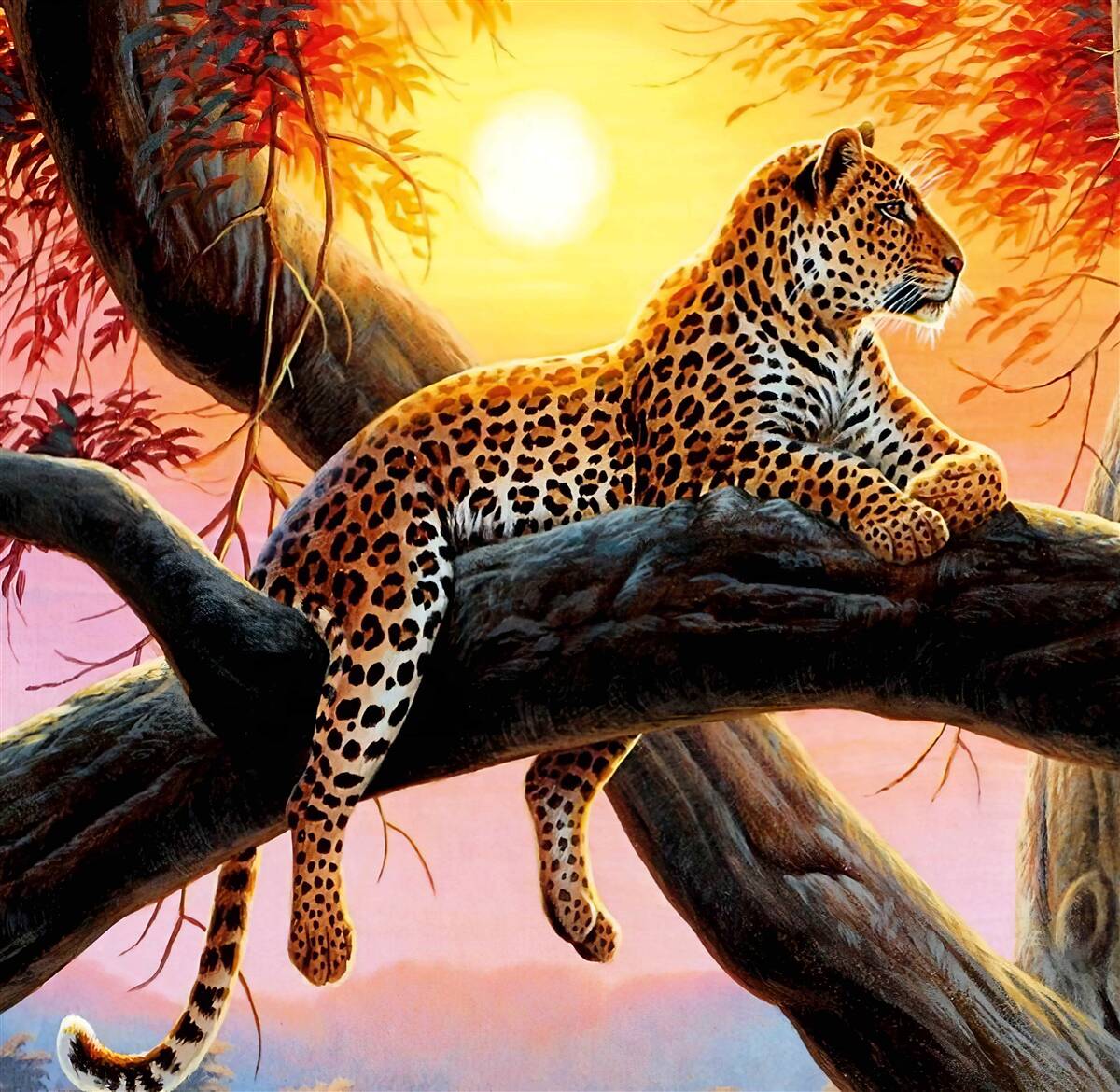 Fototapeta leopard relaxuje za úsvitu