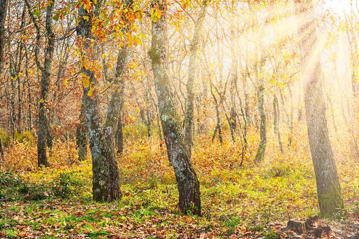 Fototapeta Svitanie v jesennej húštine