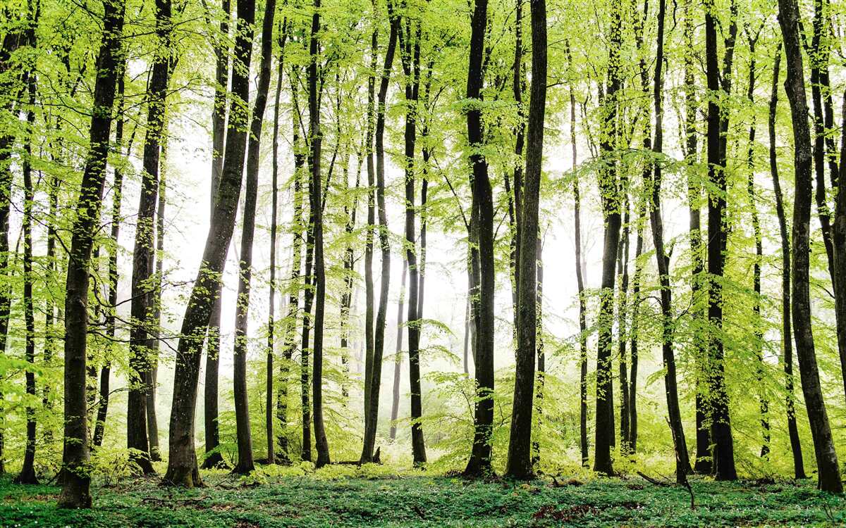 Fototapeta ranné stromy tiahnuce sa nahor ako štíhle stĺpy