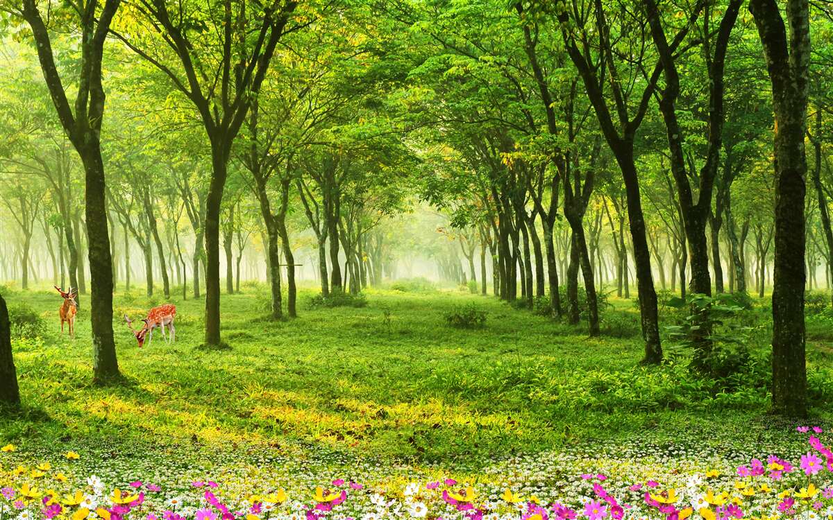 Fototapeta nádherný výhľad na les s jeleňmi na zelenom pozadí