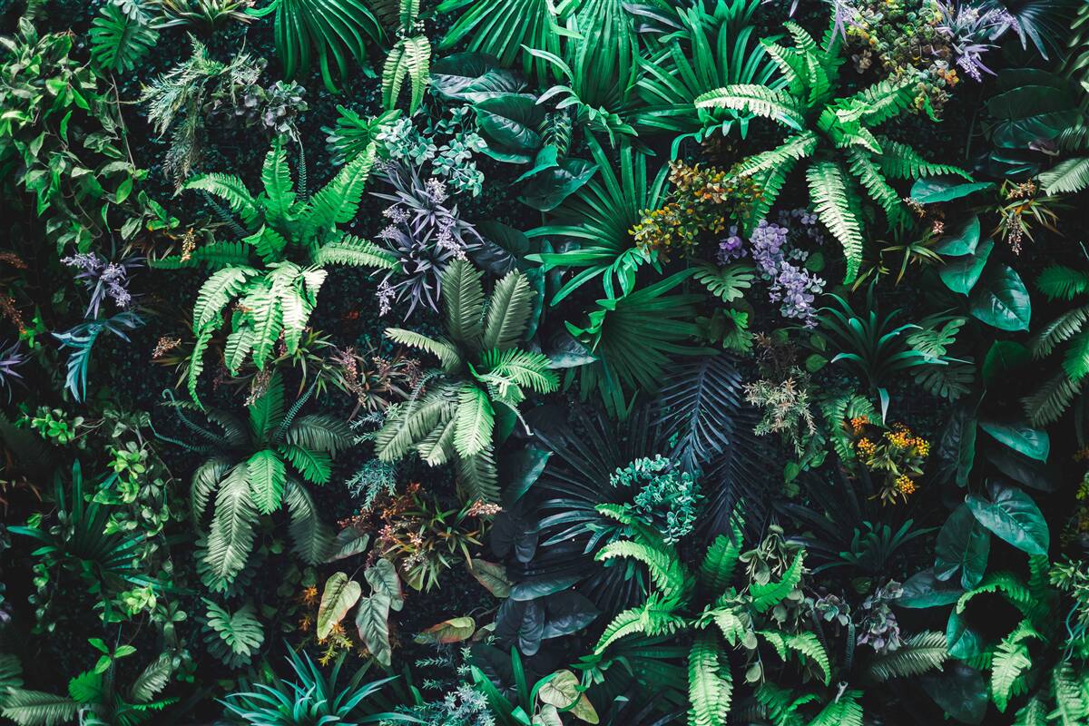 Fototapeta flóra a fauna tropických pralesov