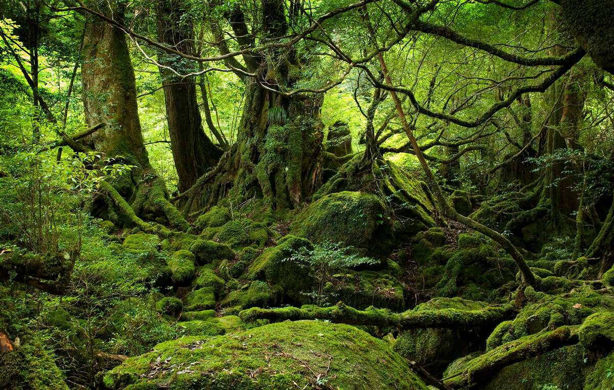 Fototapeta hustý zelený les