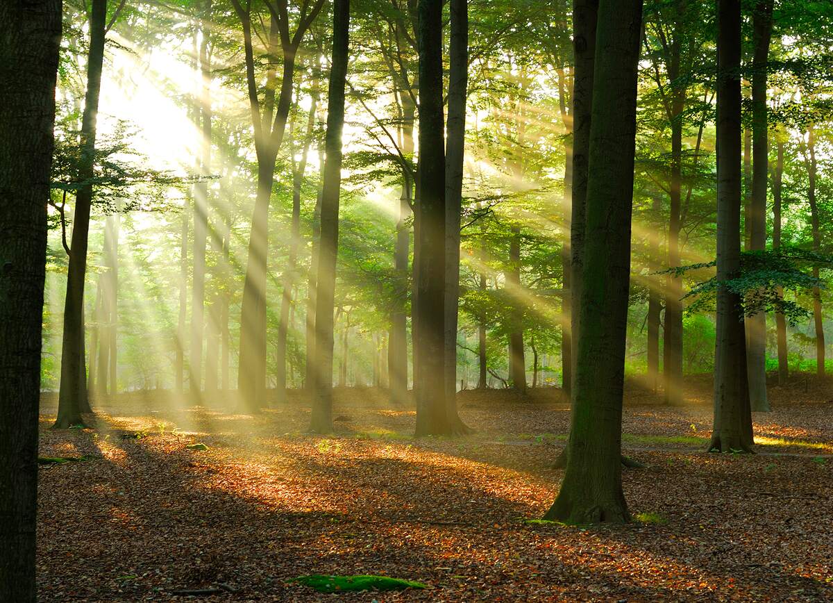 Fototapeta slnečné lúče prenikajú rannou hmlou na púšti
