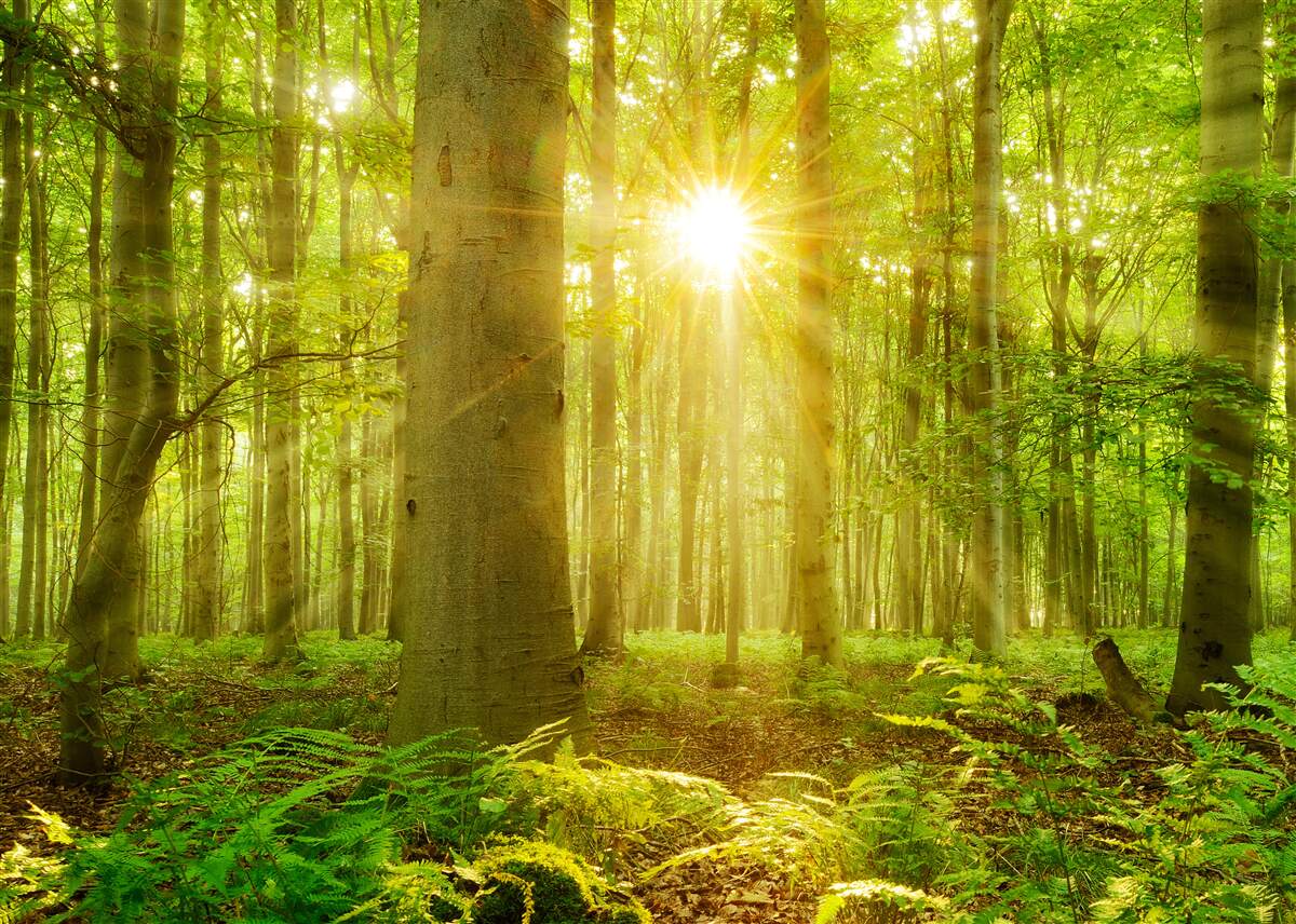 Fototapeta Slnečné svetlo v bukovom lese