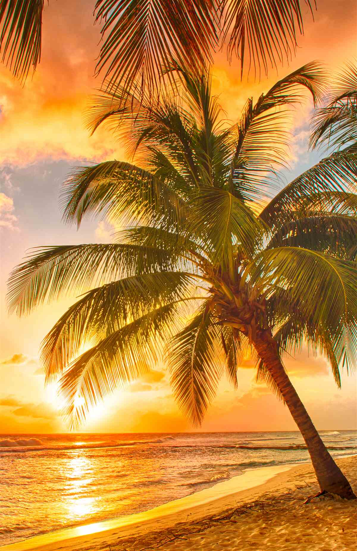 Fototapeta západ slnka osvetľuje palmu na pláži