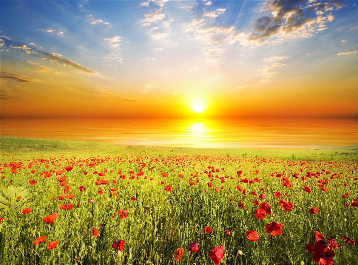 Fototapeta toto leto je západ slnka na lúke posiatej makom plný farieb