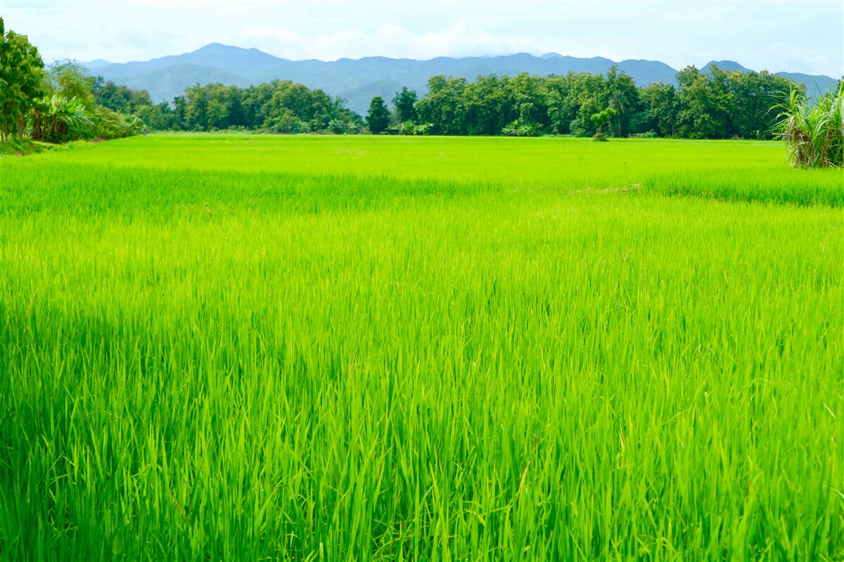 Fototapeta Lúka pokrytá zeleňou v horách