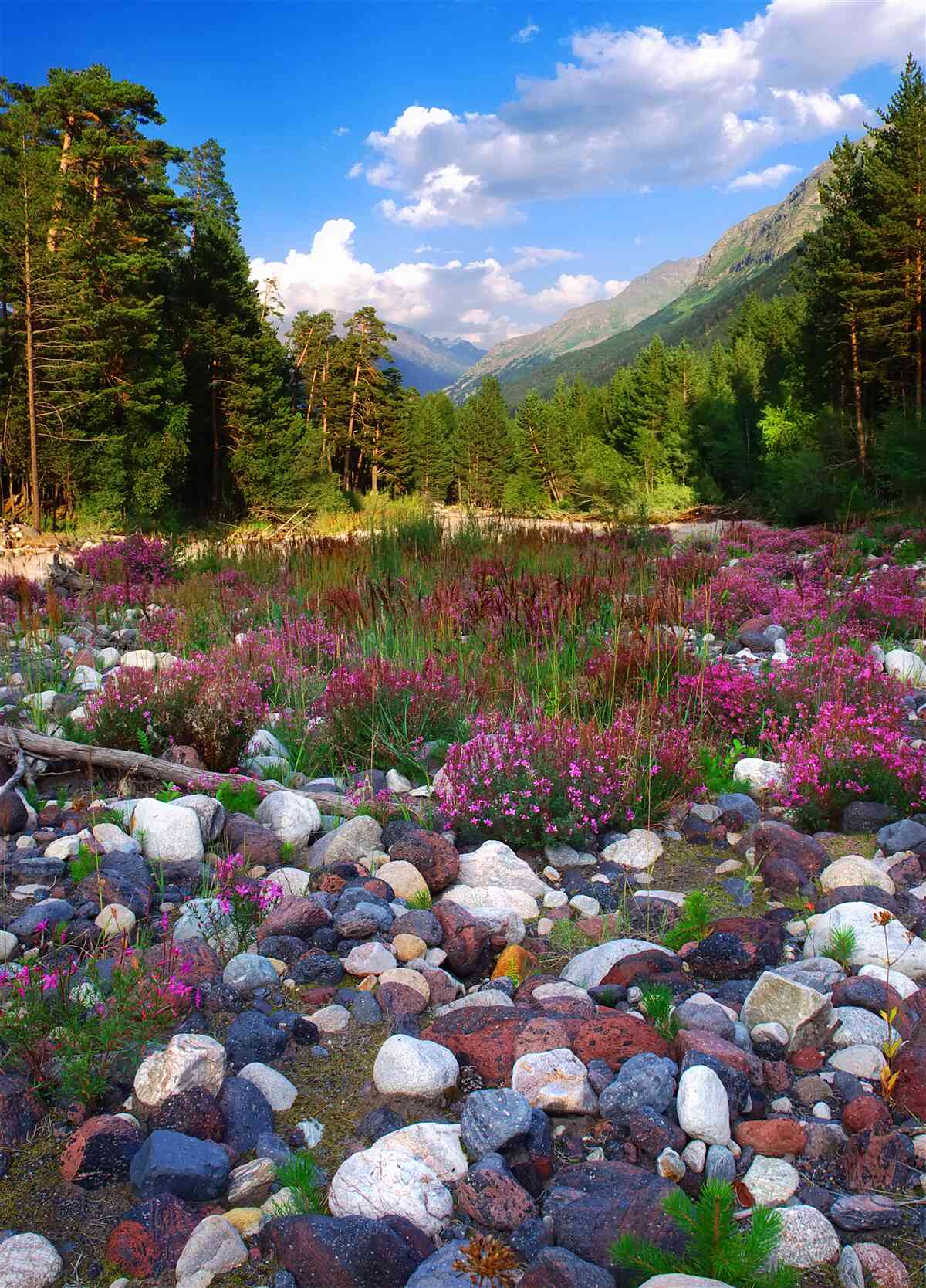 Fototapeta viacfarebné bloky a zelená borovica