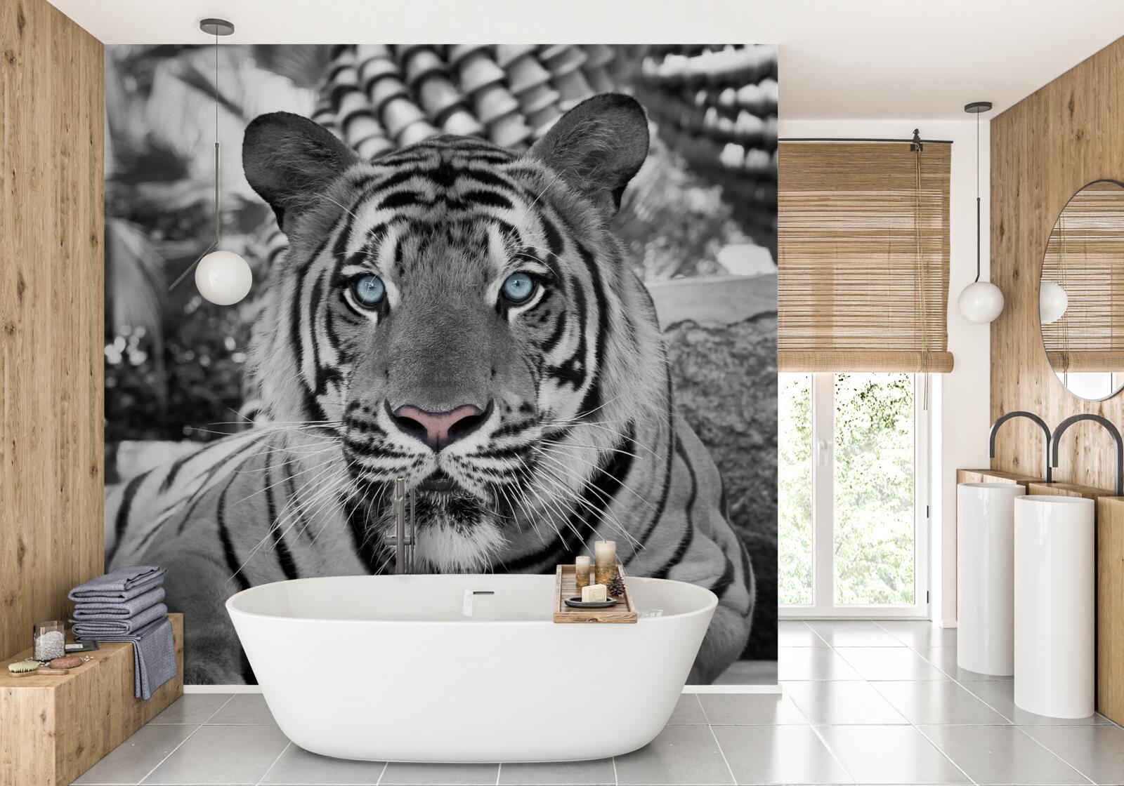 Fototapeta čiernobiely tiger s krásnymi modrými očami