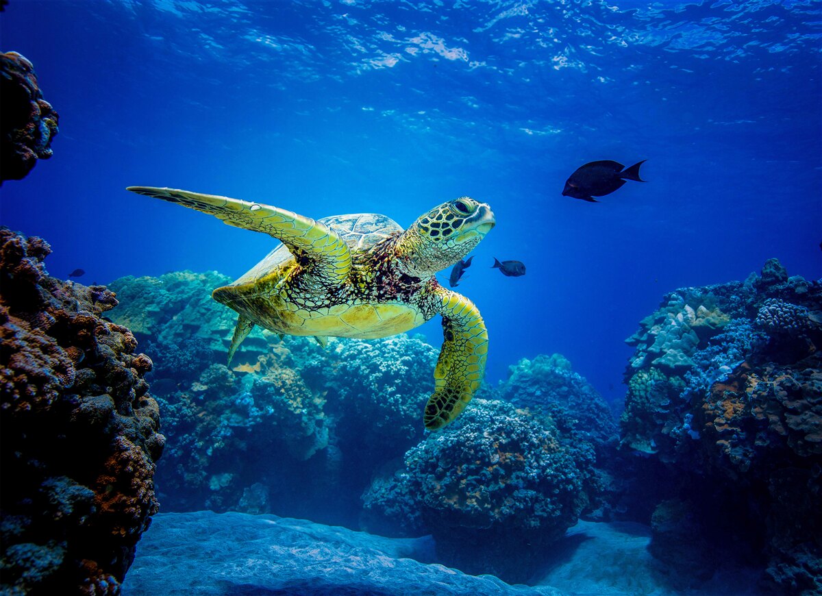 Fototapeta Korytnačka v modrých hlbinách mora