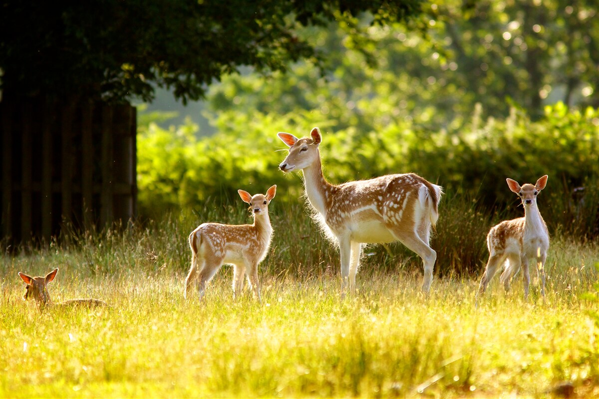 Fototapeta Na poli sa pasie skupina jeleňov so škvrnitou srsťou