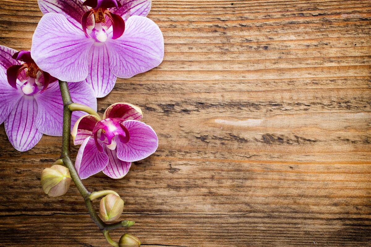 Fototapeta orgovánová orchidea na kmeni stromu