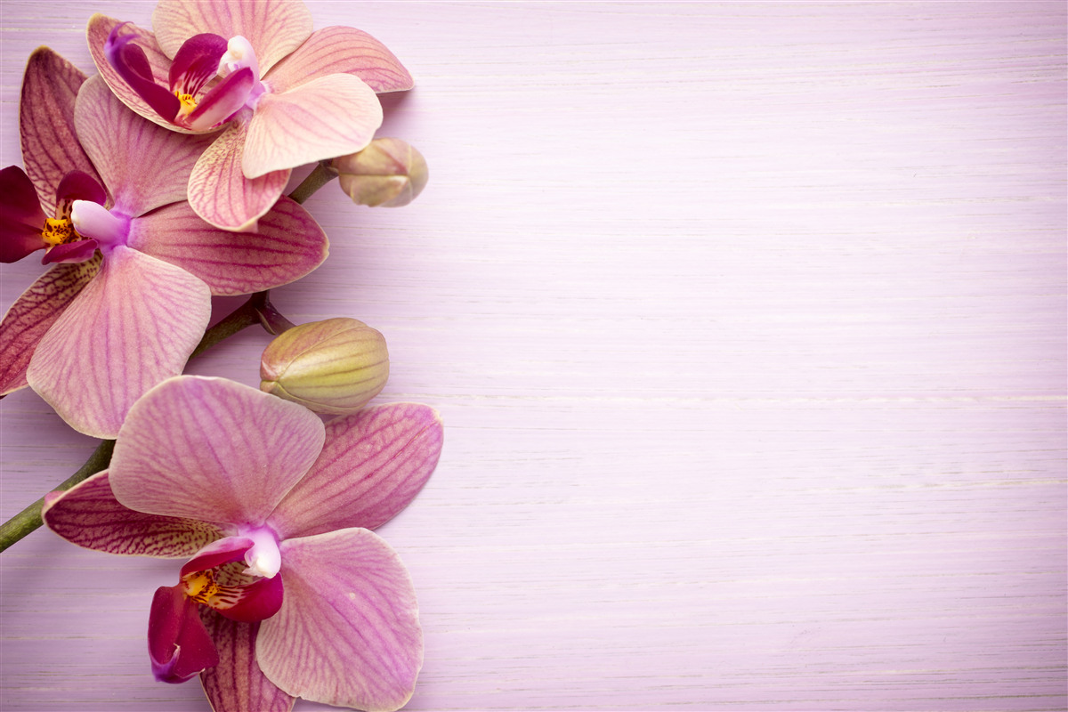 Fototapeta orchidey majú úžasnú ružovú krásu