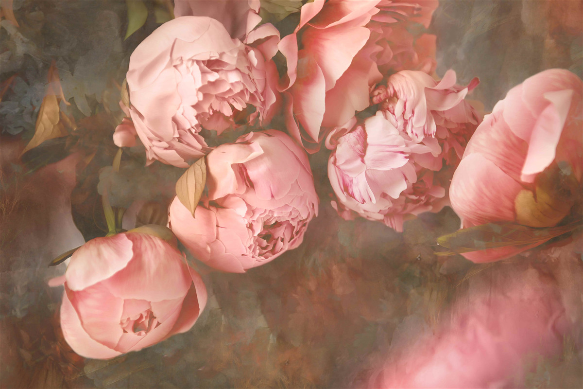 Fototapeta ružové pivonky v jemných odtieňoch