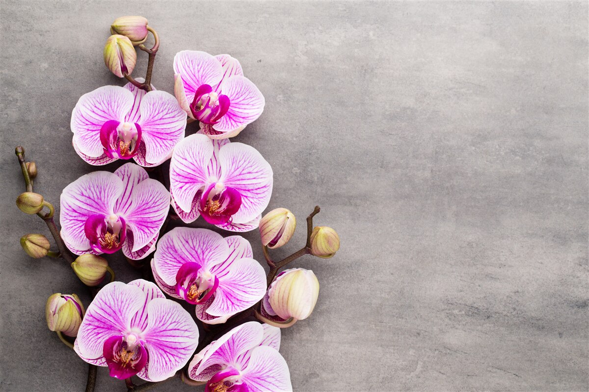 Fototapeta lila a biela orchidea