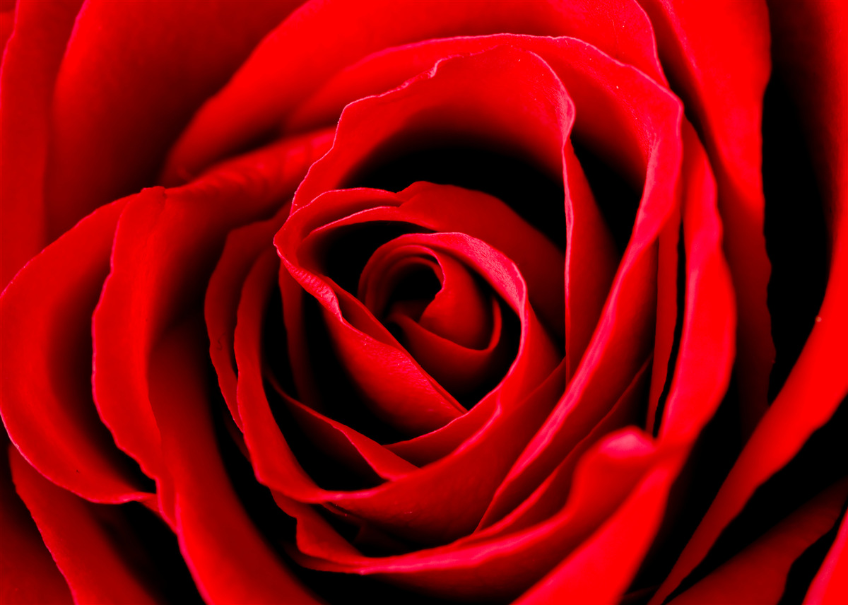 Fototapeta nádherná šarlátová ruža