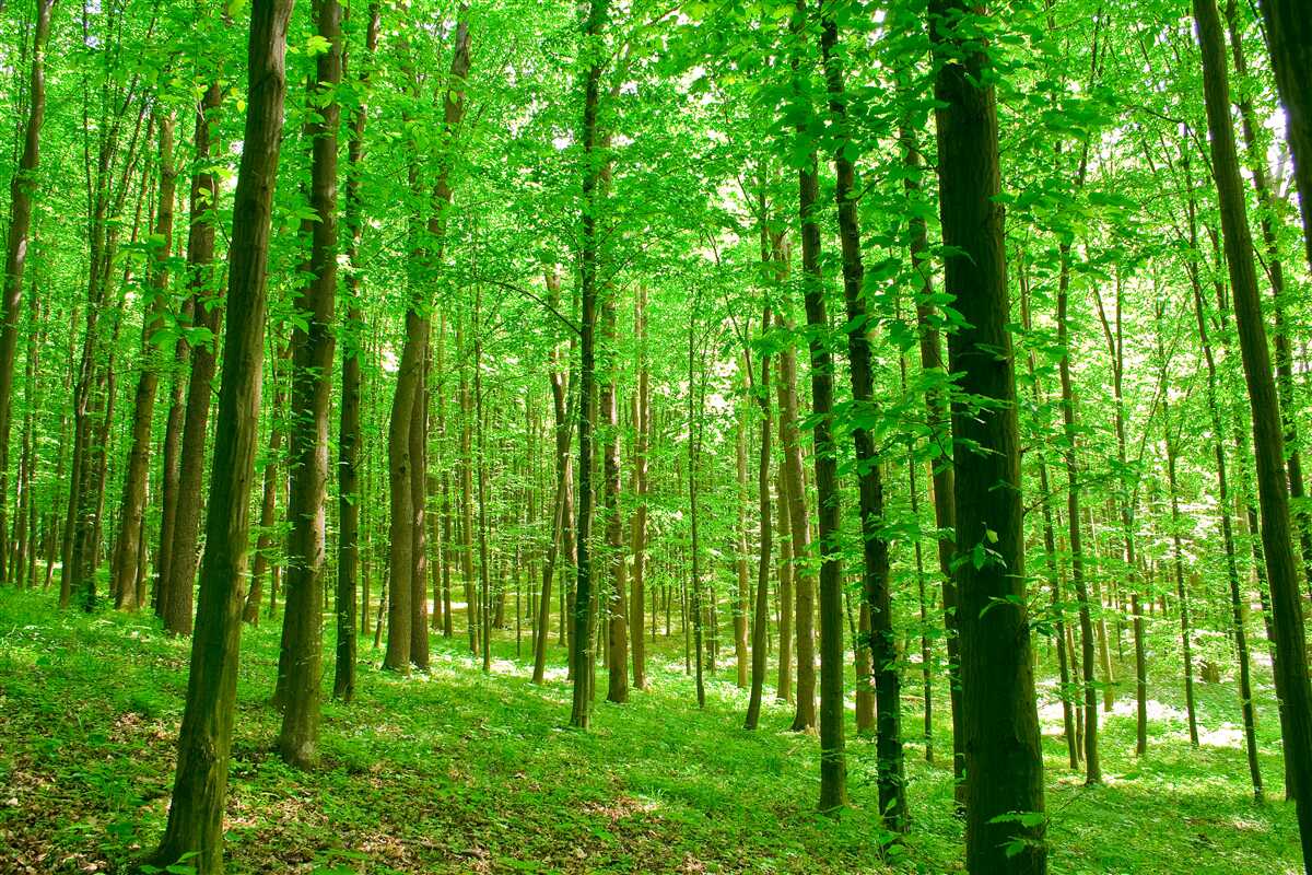 Fototapeta tenký letný les s listnatými stromami