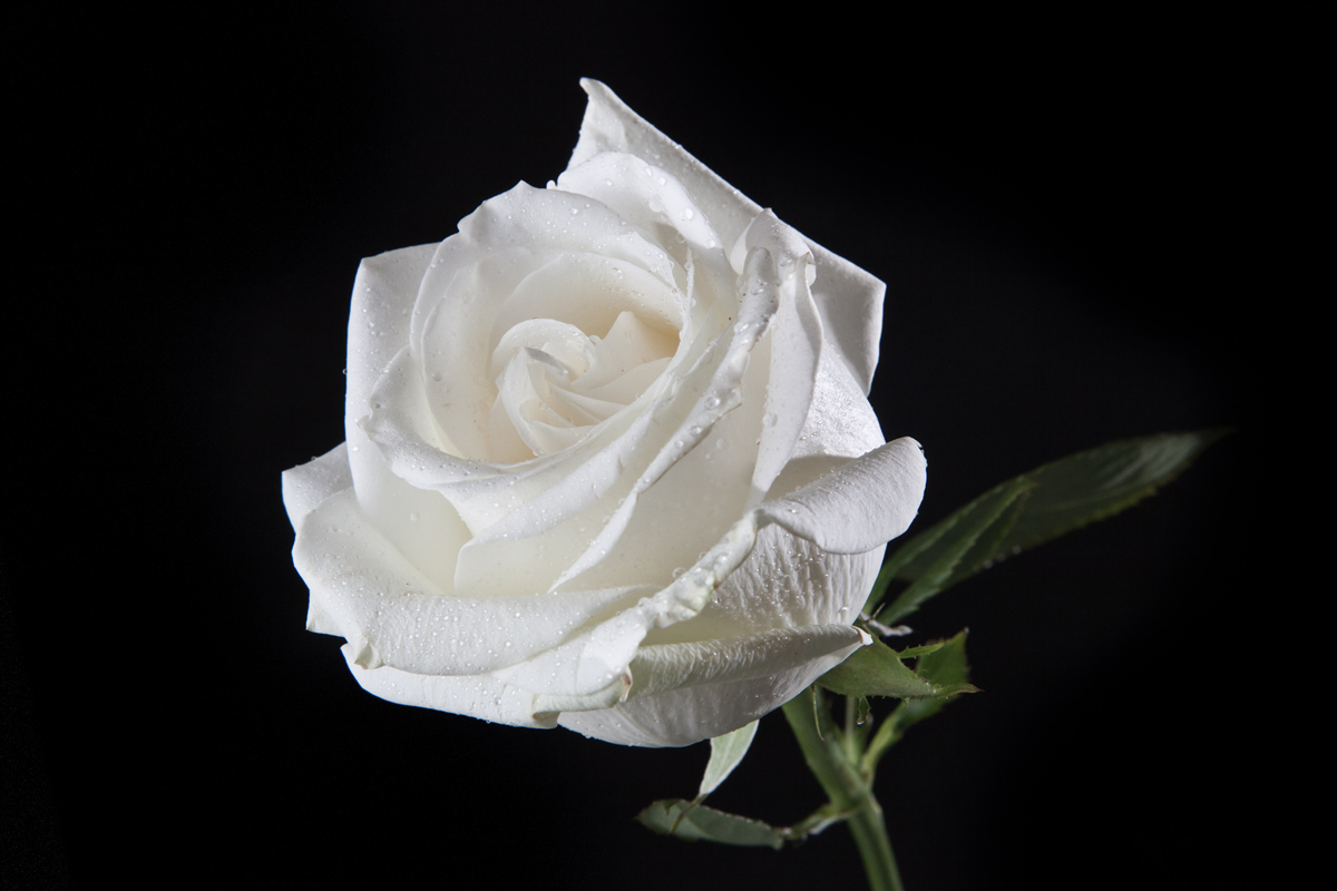 Fototapeta čierne pozadie zdôrazňuje bielu farbu ruže