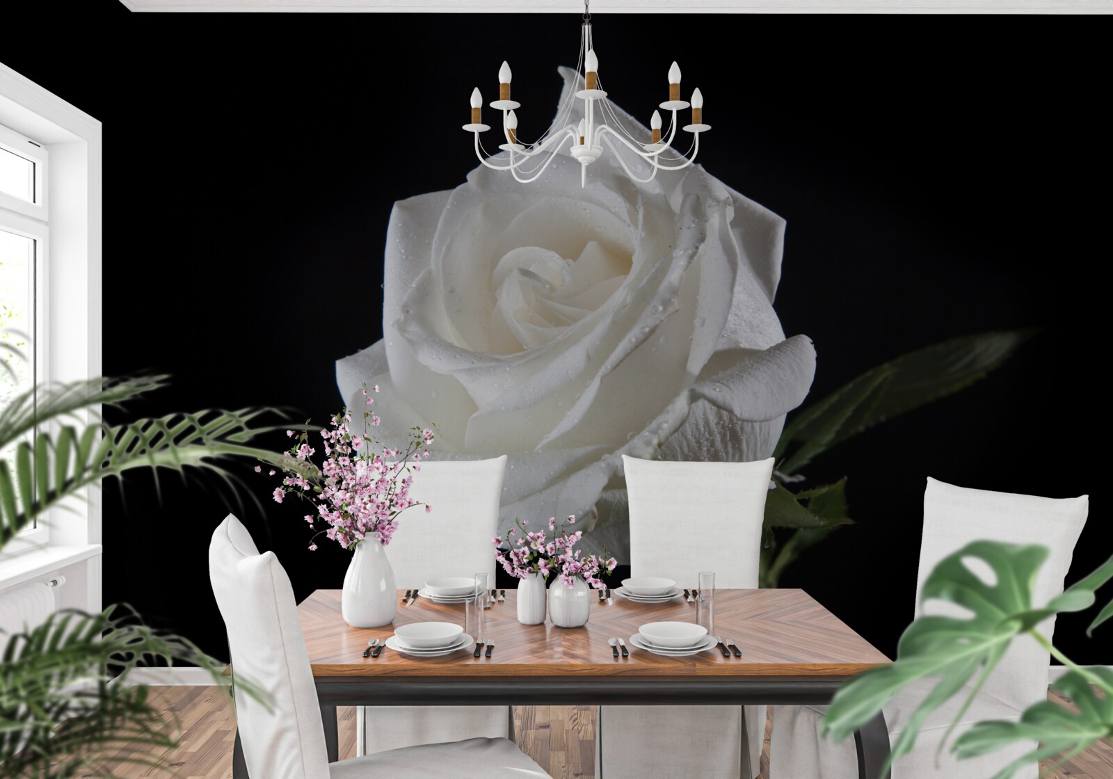 Fototapeta čierne pozadie zdôrazňuje bielu farbu ruže