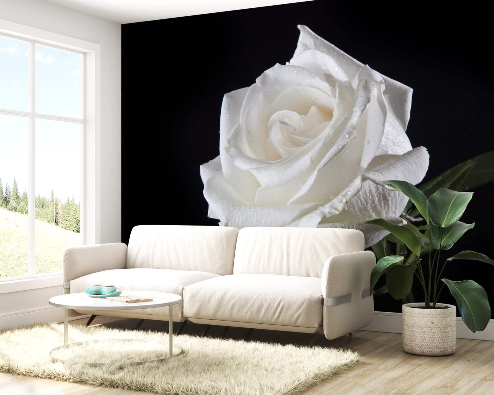 Fototapeta čierne pozadie zdôrazňuje bielu farbu ruže