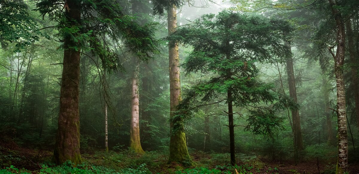 Fototapeta starý ihličnatý les je zahalený v hustej hmle