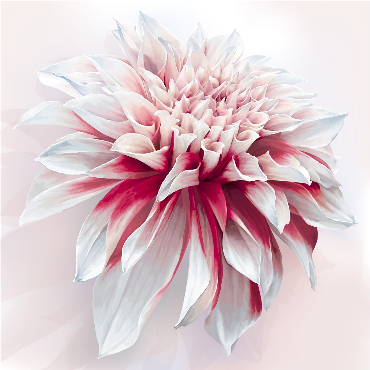 Fototapeta nádherný červený a biely púčik astry