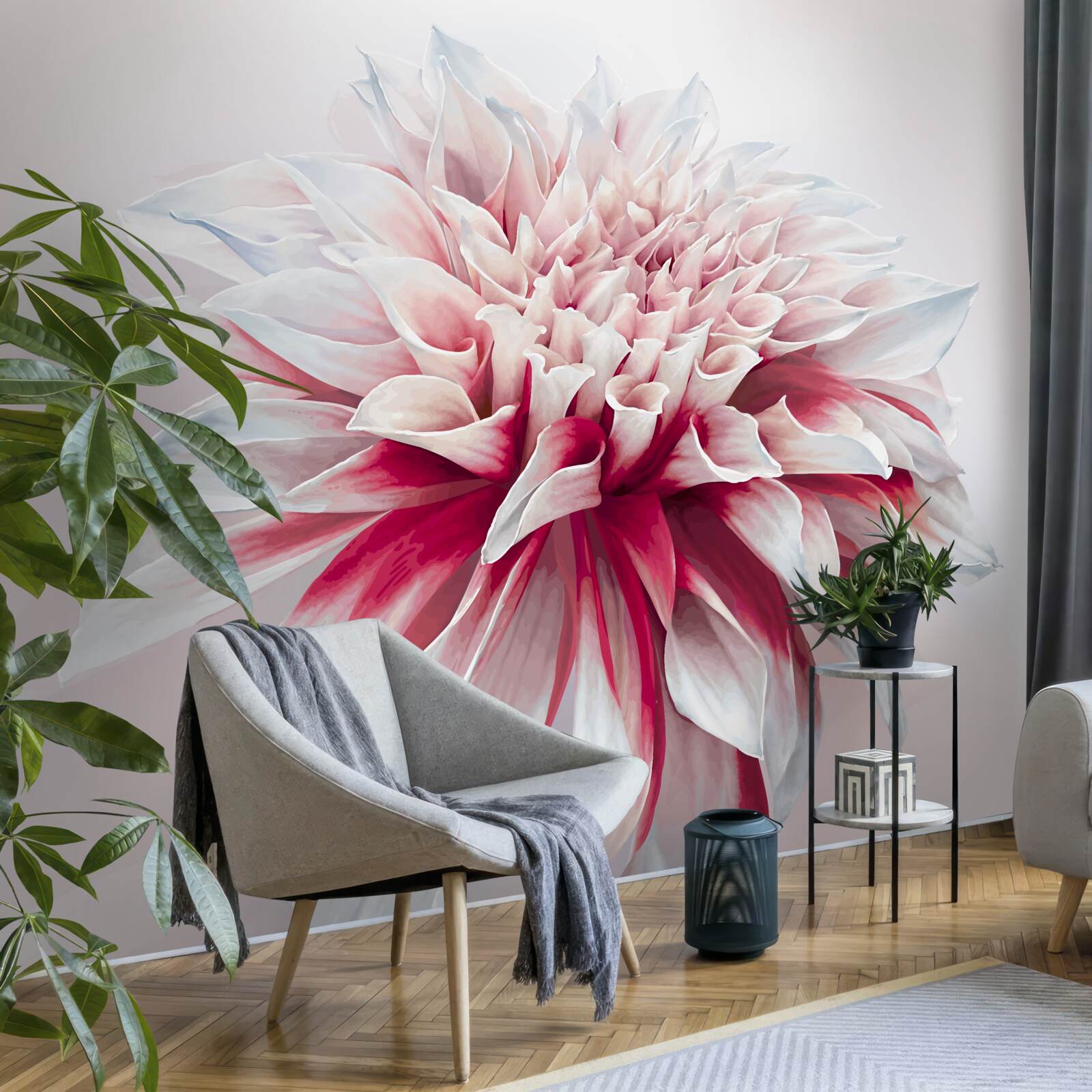 Fototapeta nádherný červený a biely púčik astry