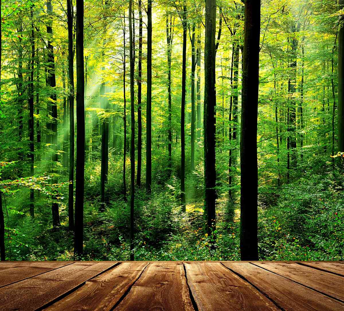 Fototapeta terasa s prístupom do borovicového hája