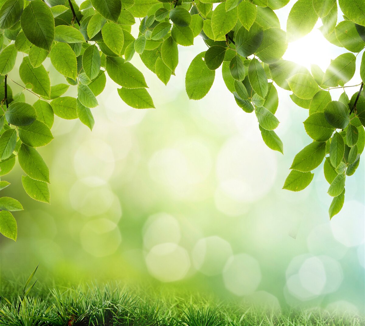 Fototapeta slnko v jeho jase a listy zdobené zelenými kvapkami