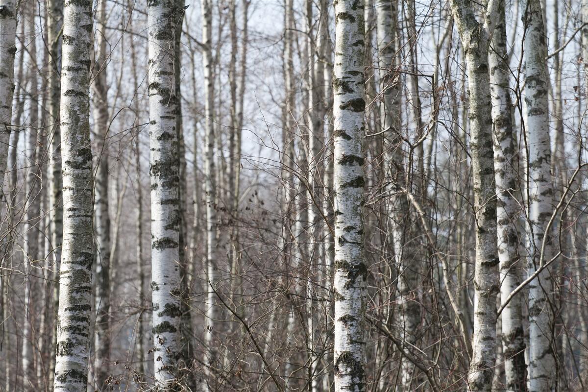 Fototapeta padnuté pôvabné brezy