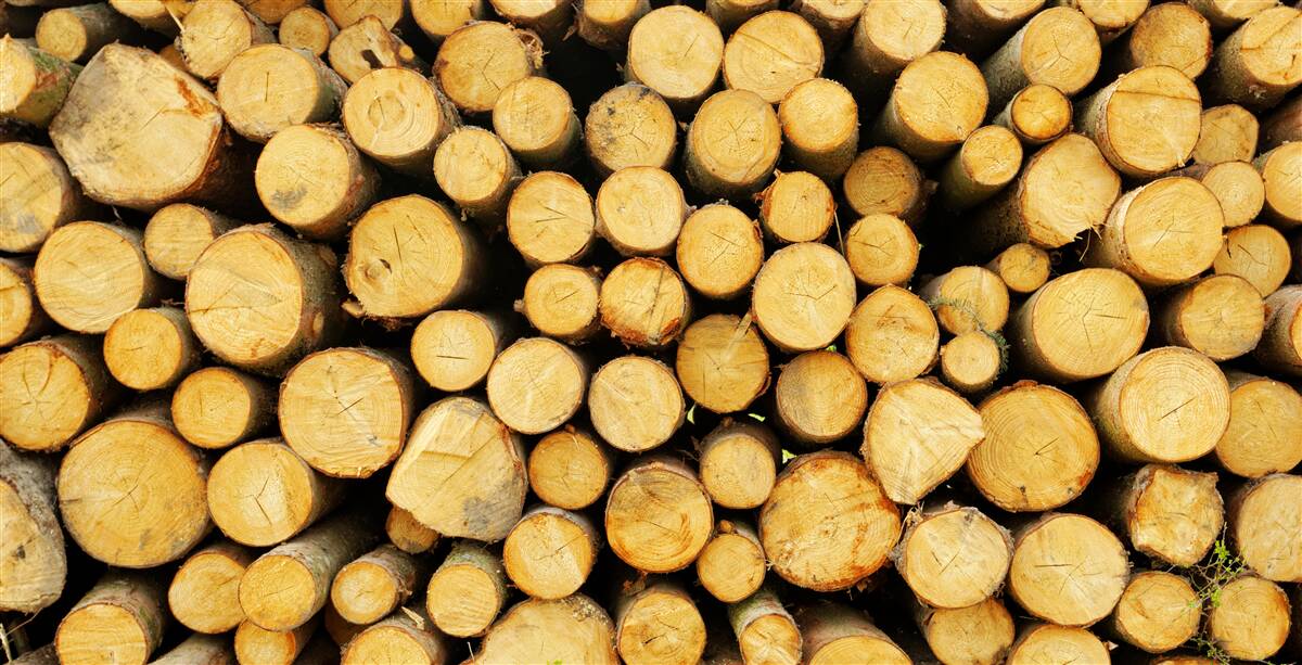 Fototapeta hromada narezaného palivového dreva