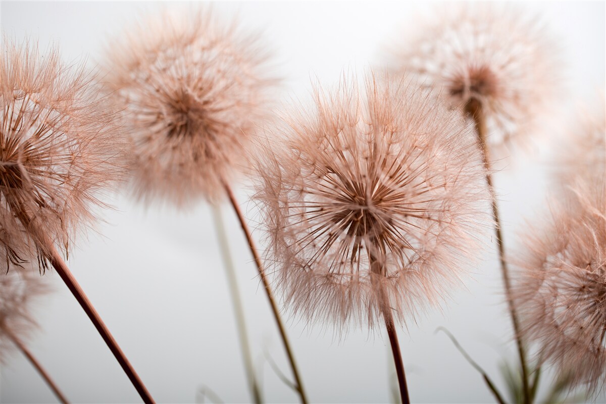 Fototapeta svetlé nadýchané púpavy