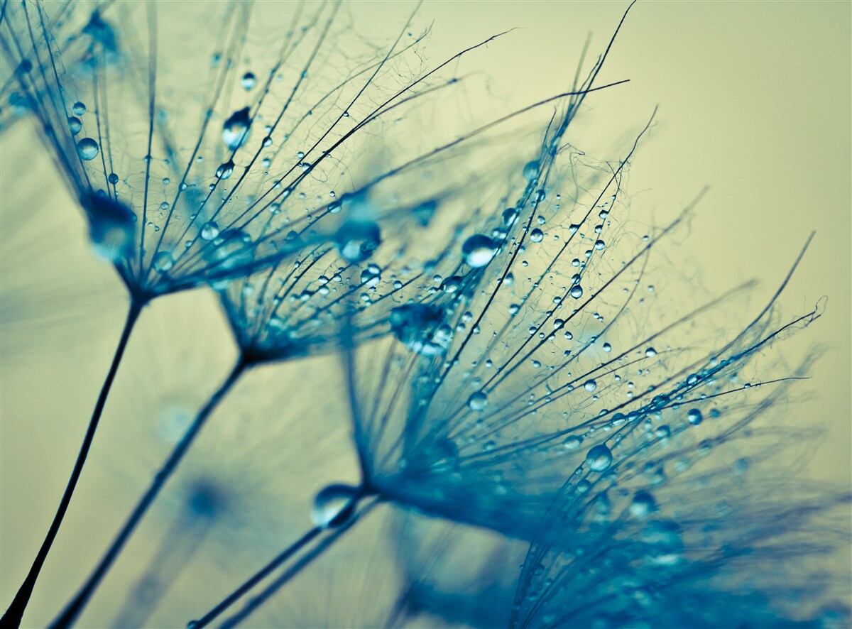 Fototapeta púpava zdobená kvapkami vody