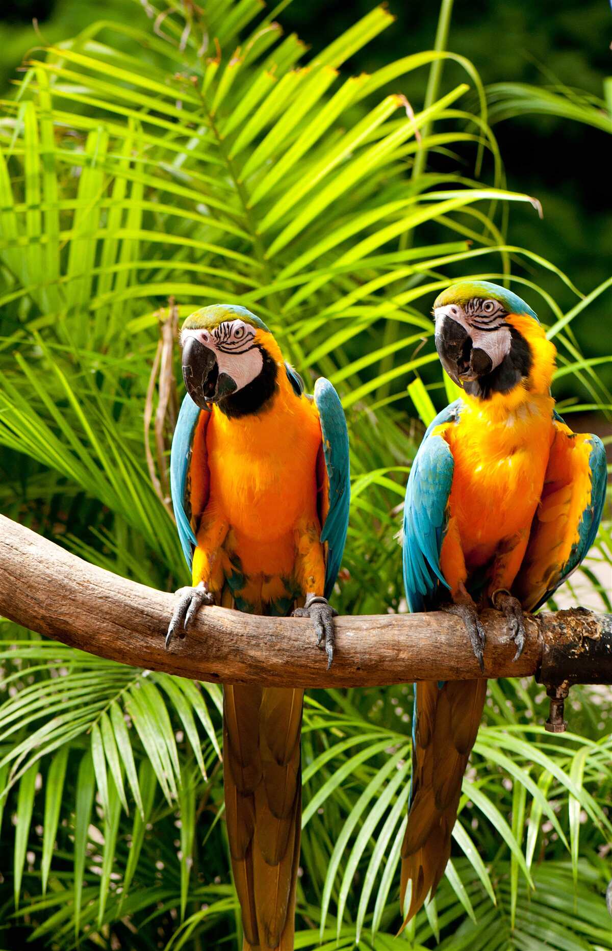 Fototapeta dva ary sedia na palmových vetvách