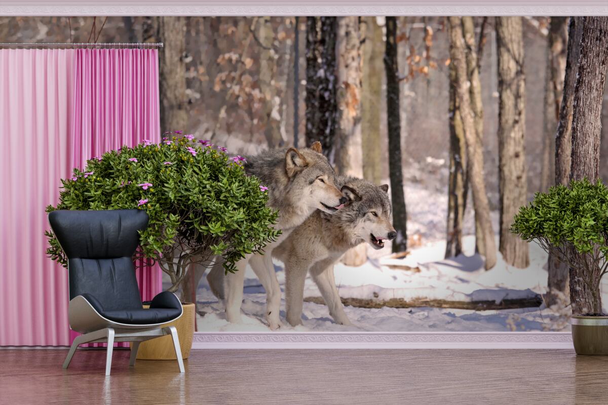 Fototapeta skupina vlkov kráča zimnou húštinou lesa