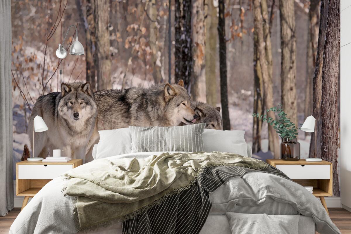 Fototapeta skupina vlkov kráča zimnou húštinou lesa