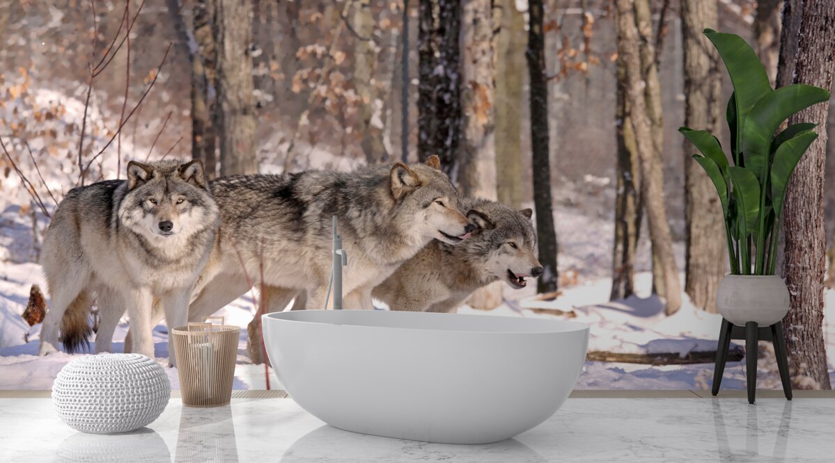 Fototapeta skupina vlkov kráča zimnou húštinou lesa